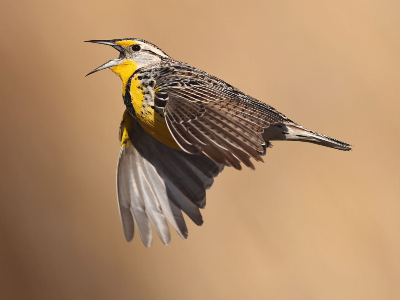 Environment Effect On Landbirds Environment Effect On Landbirds